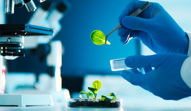 Scientist hands holding a green leaf over a petri dish